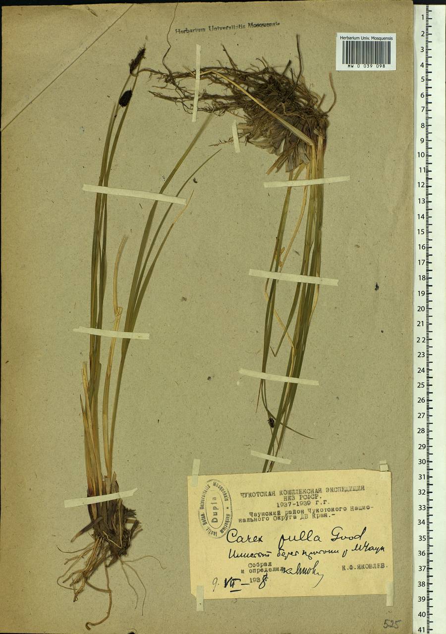 Carex saxatilis L., Siberia, Chukotka & Kamchatka (S7) (Russia)