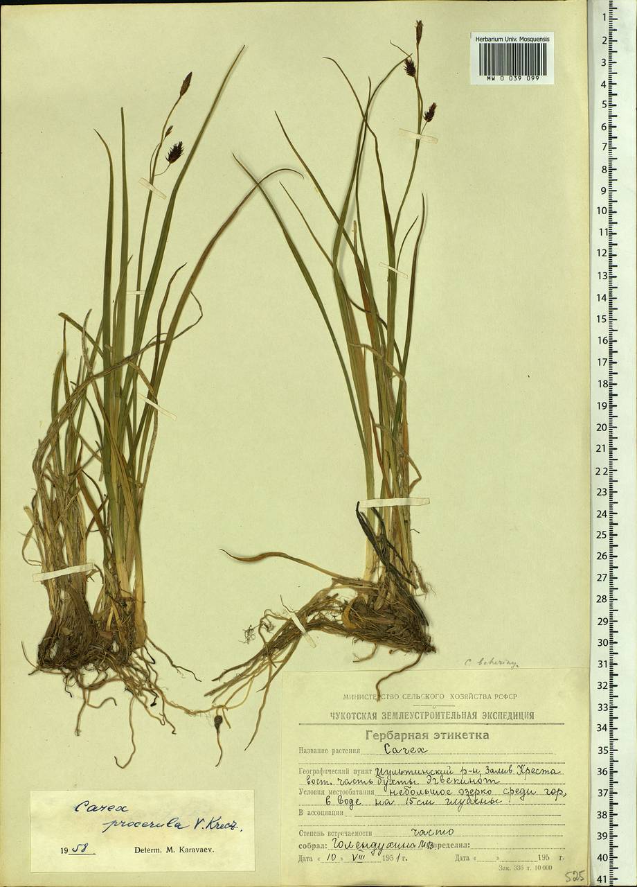 Carex saxatilis L., Siberia, Chukotka & Kamchatka (S7) (Russia)