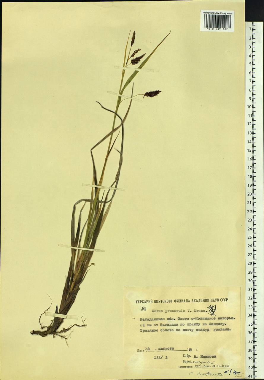 Carex saxatilis L., Siberia, Chukotka & Kamchatka (S7) (Russia)