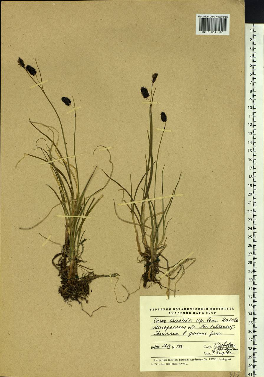 Carex saxatilis L., Siberia, Chukotka & Kamchatka (S7) (Russia)