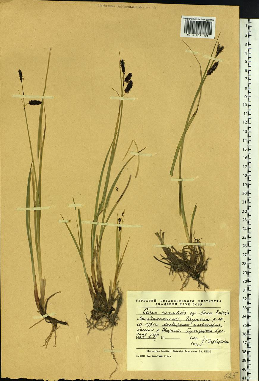 Carex saxatilis L., Siberia, Chukotka & Kamchatka (S7) (Russia)