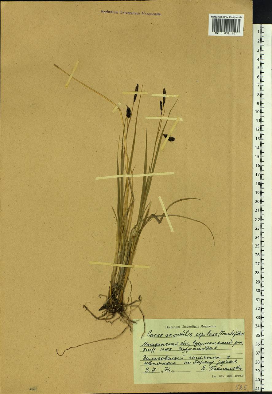 Carex saxatilis L., Siberia, Chukotka & Kamchatka (S7) (Russia)