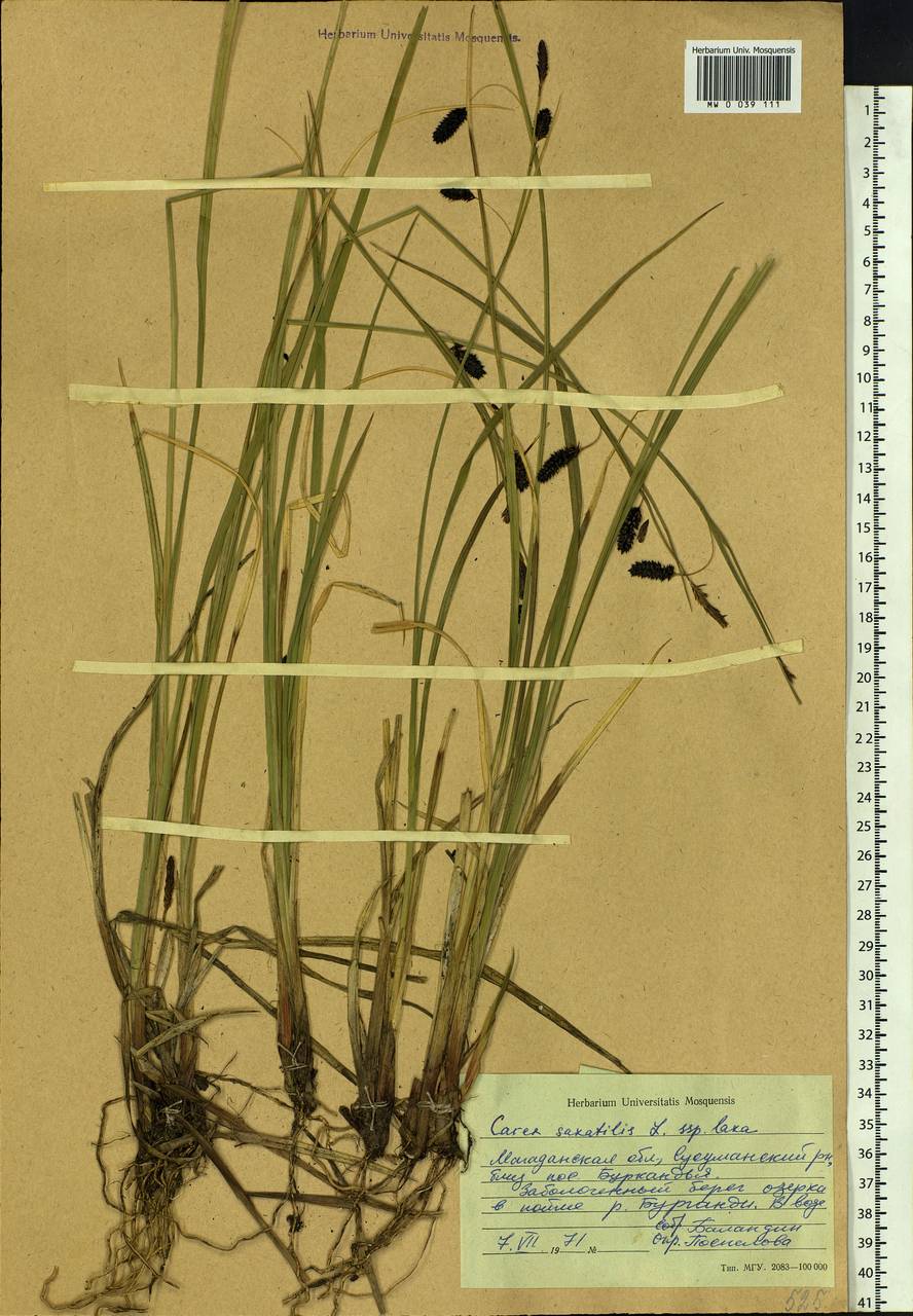 Carex saxatilis L., Siberia, Chukotka & Kamchatka (S7) (Russia)