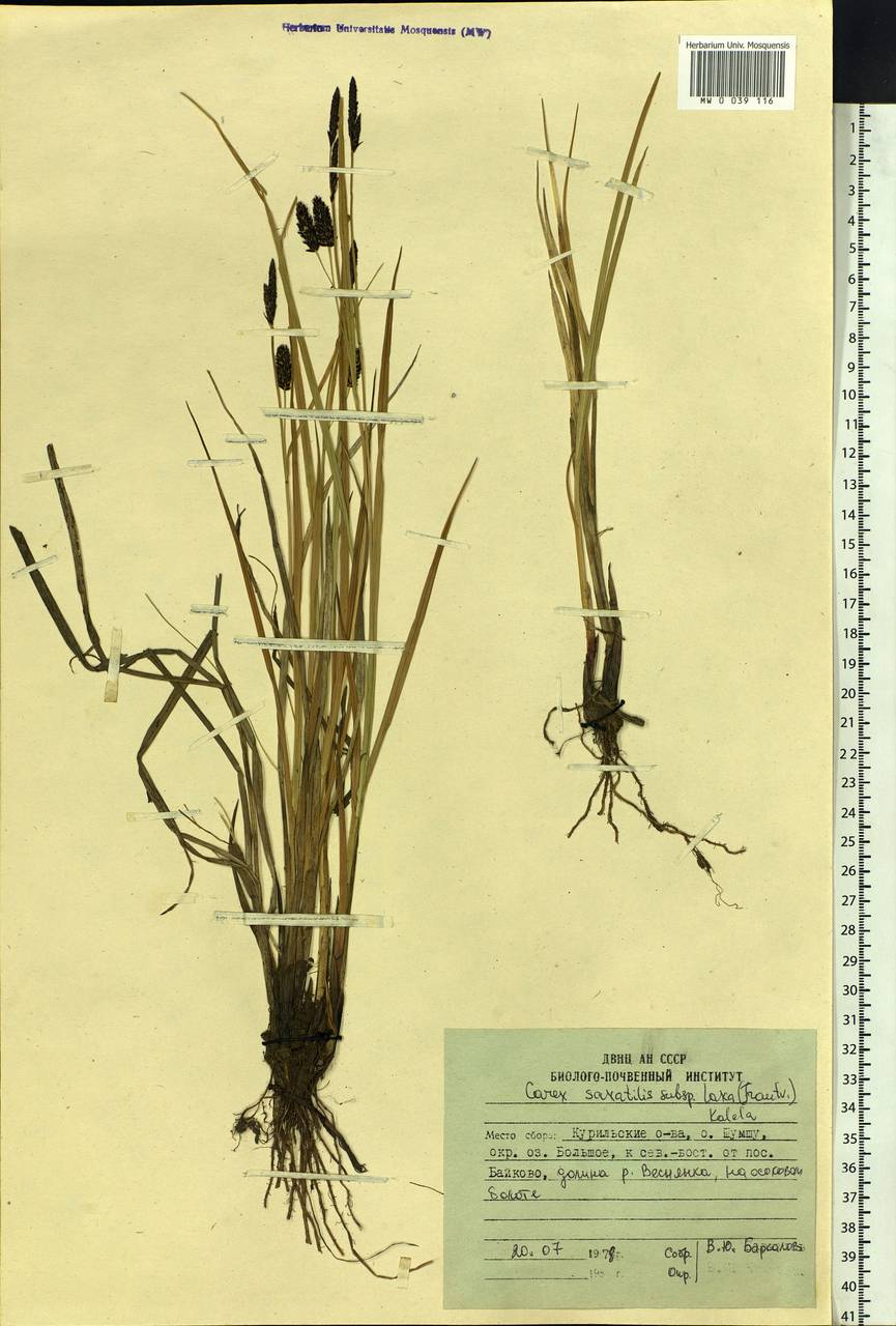 Carex saxatilis L., Siberia, Russian Far East (S6) (Russia)