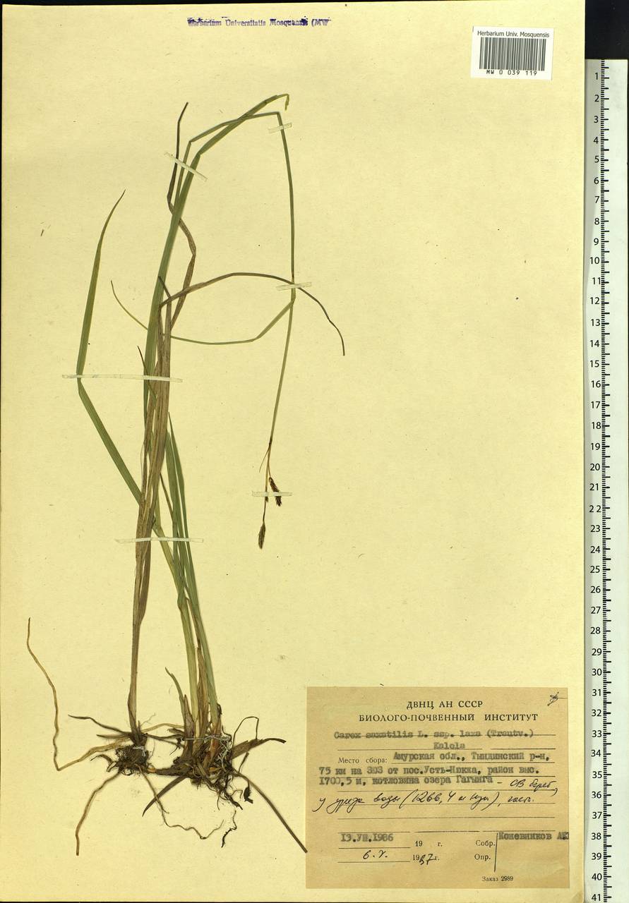 Carex saxatilis L., Siberia, Russian Far East (S6) (Russia)