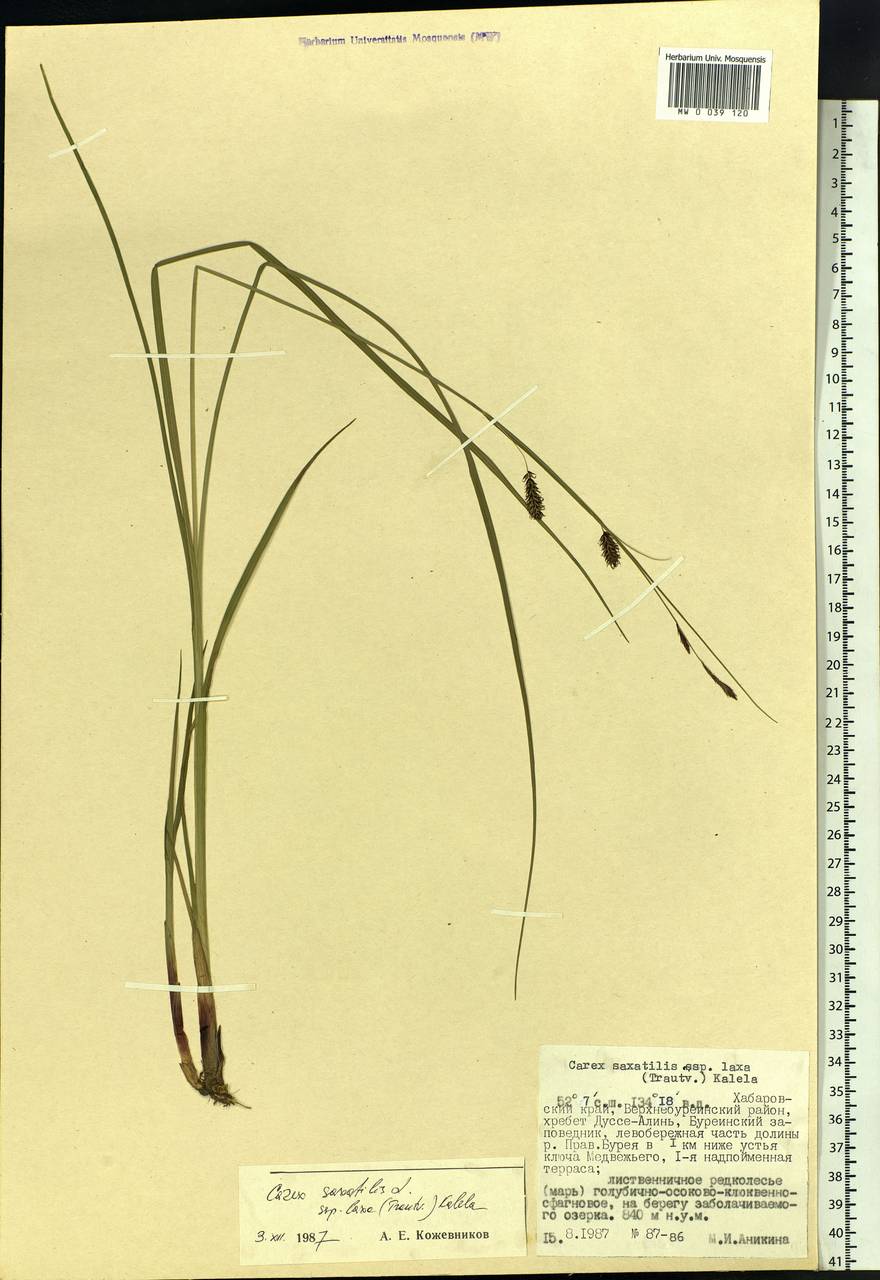 Carex saxatilis L., Siberia, Russian Far East (S6) (Russia)