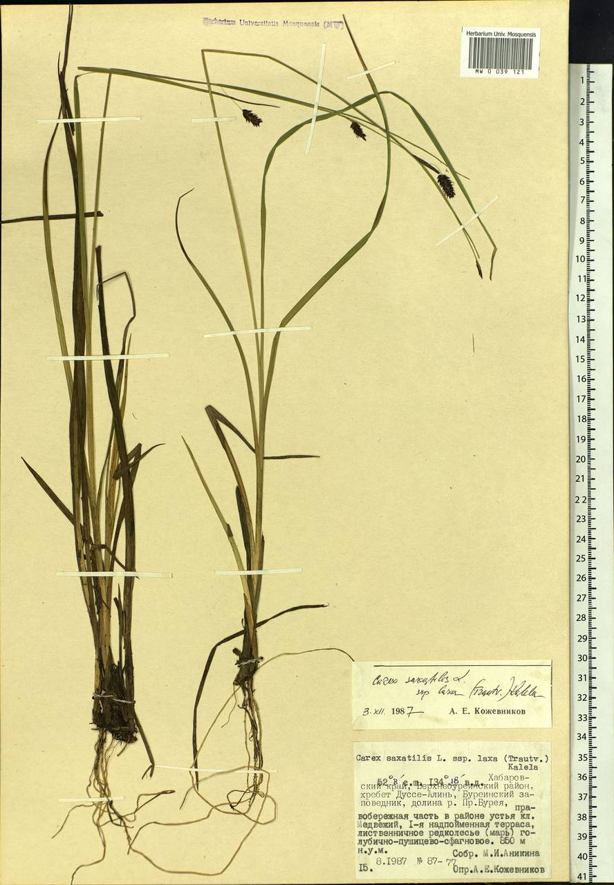 Carex saxatilis L., Siberia, Russian Far East (S6) (Russia)