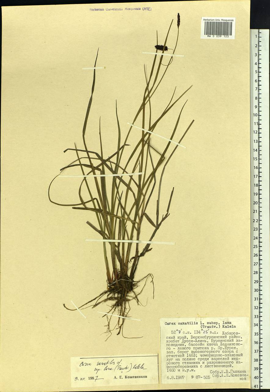Carex saxatilis L., Siberia, Russian Far East (S6) (Russia)