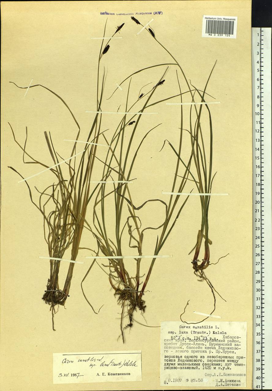Carex saxatilis L., Siberia, Russian Far East (S6) (Russia)