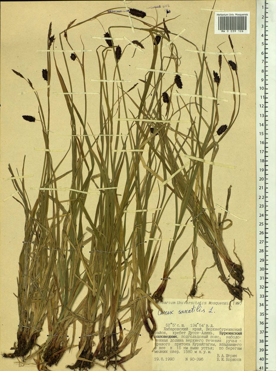 Carex saxatilis L., Siberia, Russian Far East (S6) (Russia)