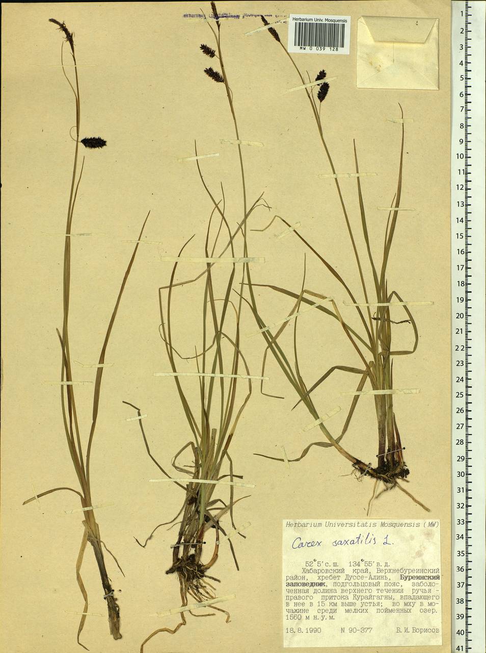 Carex saxatilis L., Siberia, Russian Far East (S6) (Russia)