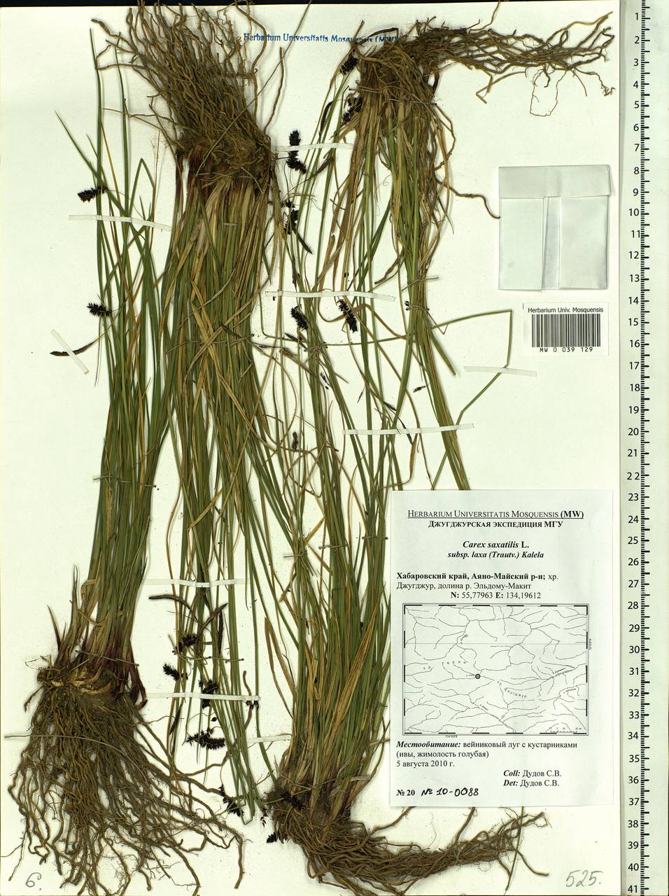 Carex saxatilis L., Siberia, Russian Far East (S6) (Russia)