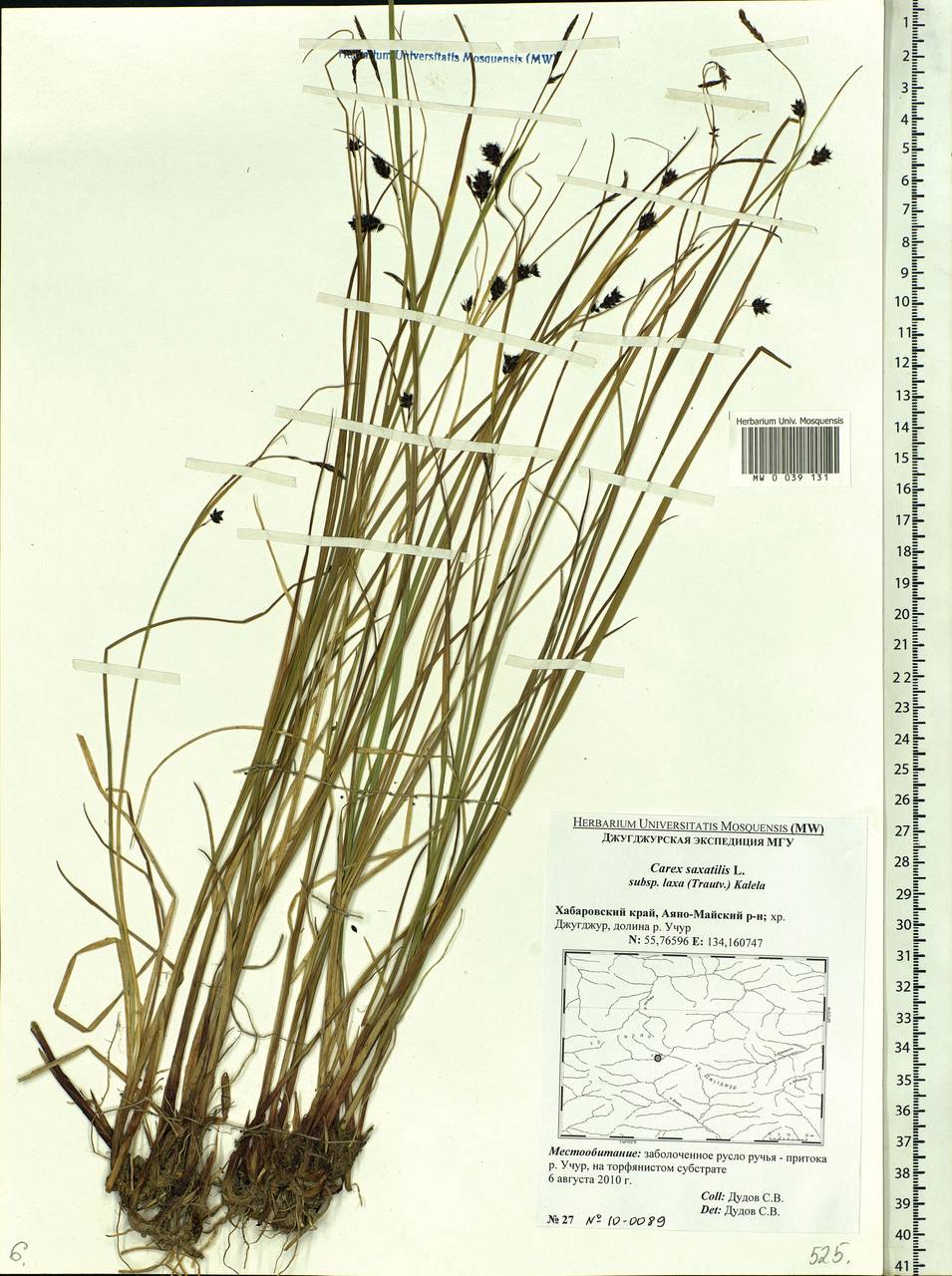 Carex saxatilis L., Siberia, Russian Far East (S6) (Russia)