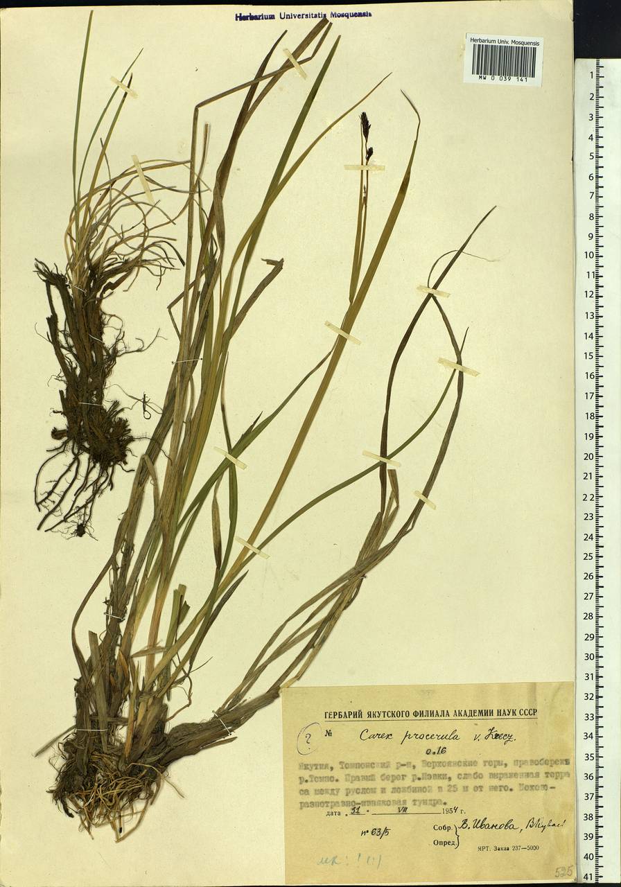 Carex saxatilis L., Siberia, Yakutia (S5) (Russia)