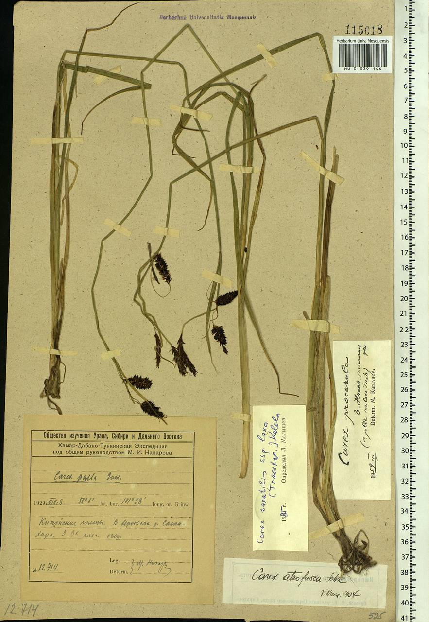 Carex saxatilis L., Siberia, Baikal & Transbaikal region (S4) (Russia)