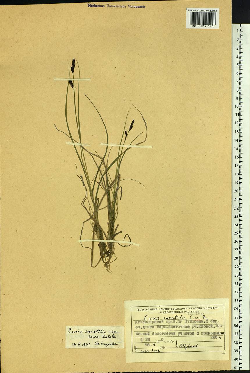 Carex saxatilis L., Siberia, Central Siberia (S3) (Russia)