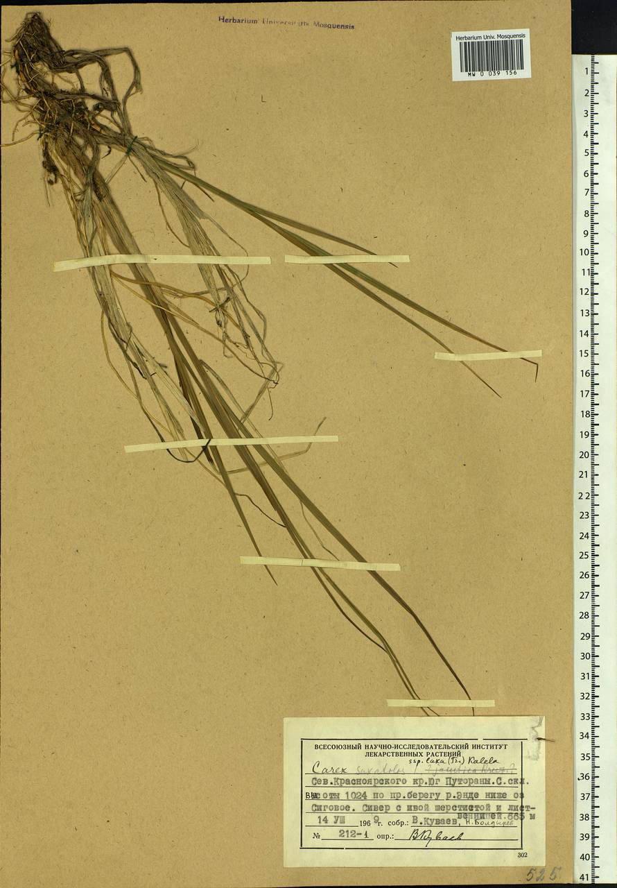 Carex saxatilis L., Siberia, Central Siberia (S3) (Russia)