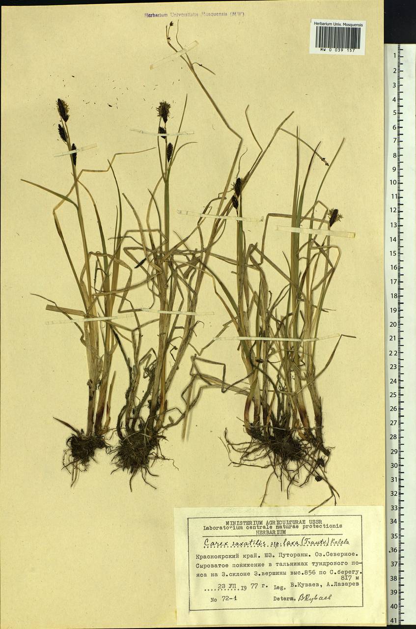 Carex saxatilis L., Siberia, Central Siberia (S3) (Russia)