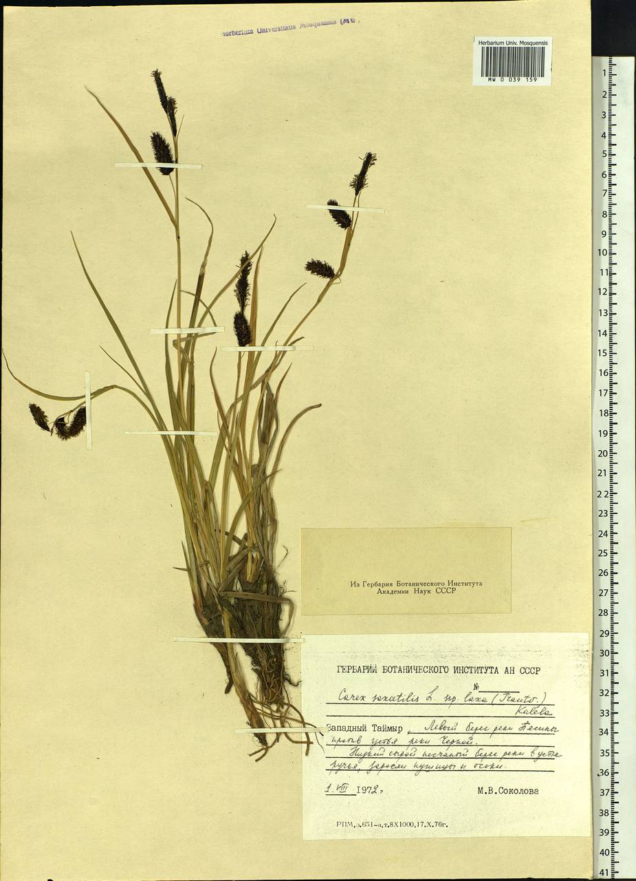 Carex saxatilis L., Siberia, Central Siberia (S3) (Russia)