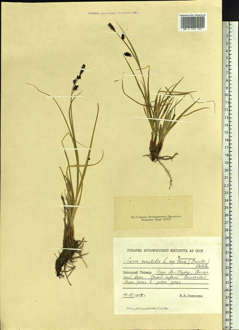 Carex saxatilis L., Siberia, Central Siberia (S3) (Russia)