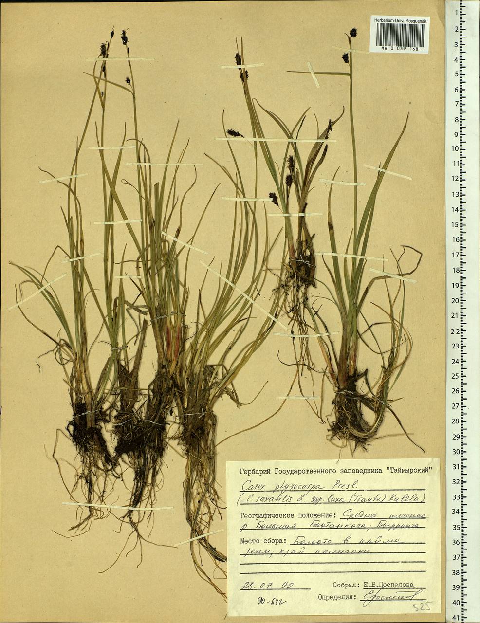 Carex saxatilis L., Siberia, Central Siberia (S3) (Russia)