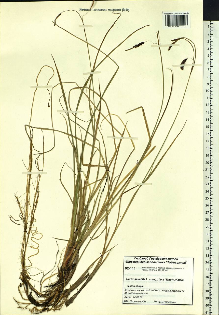 Carex saxatilis L., Siberia, Central Siberia (S3) (Russia)