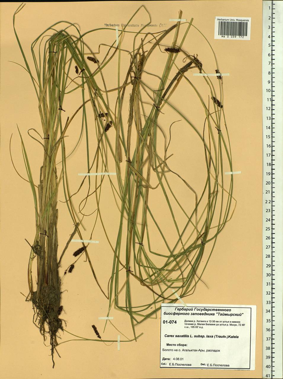 Carex saxatilis L., Siberia, Central Siberia (S3) (Russia)