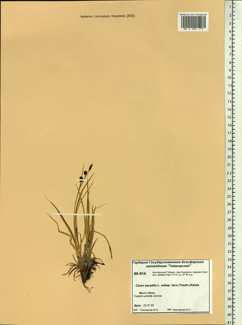 Carex saxatilis L., Siberia, Central Siberia (S3) (Russia)