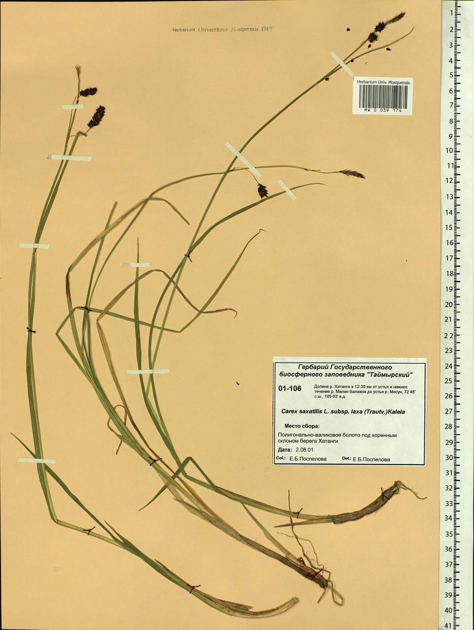 Carex saxatilis L., Siberia, Central Siberia (S3) (Russia)
