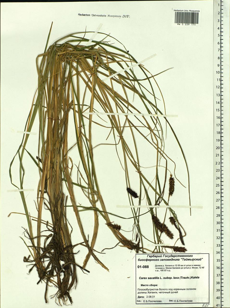 Carex saxatilis L., Siberia, Central Siberia (S3) (Russia)