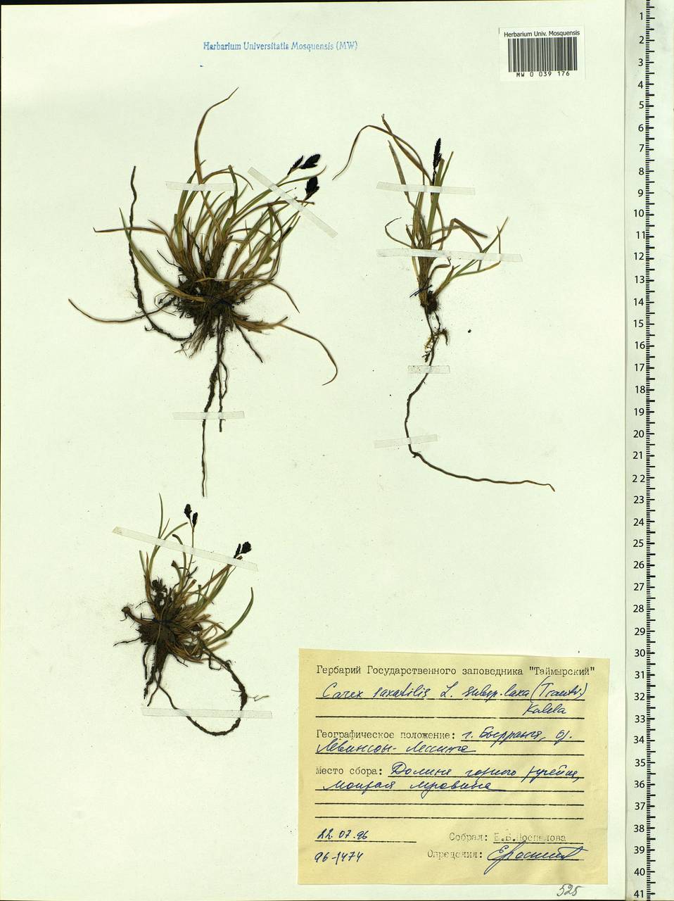 Carex saxatilis L., Siberia, Central Siberia (S3) (Russia)