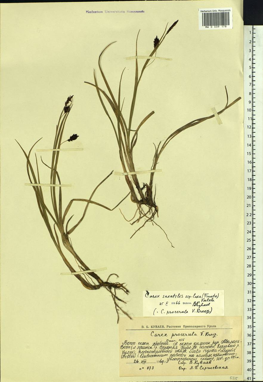Carex saxatilis L., Siberia, Western Siberia (S1) (Russia)