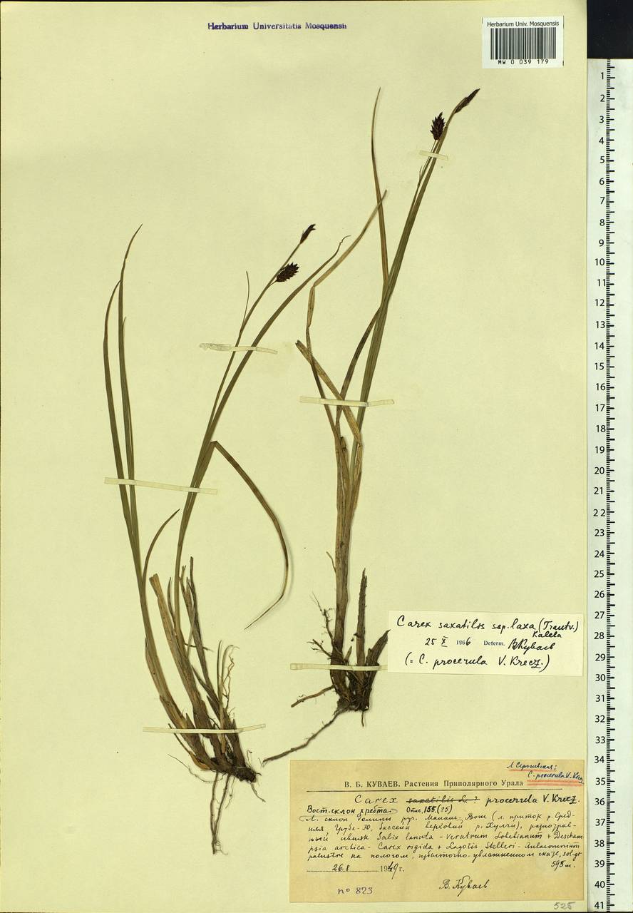 Carex saxatilis L., Siberia, Western Siberia (S1) (Russia)