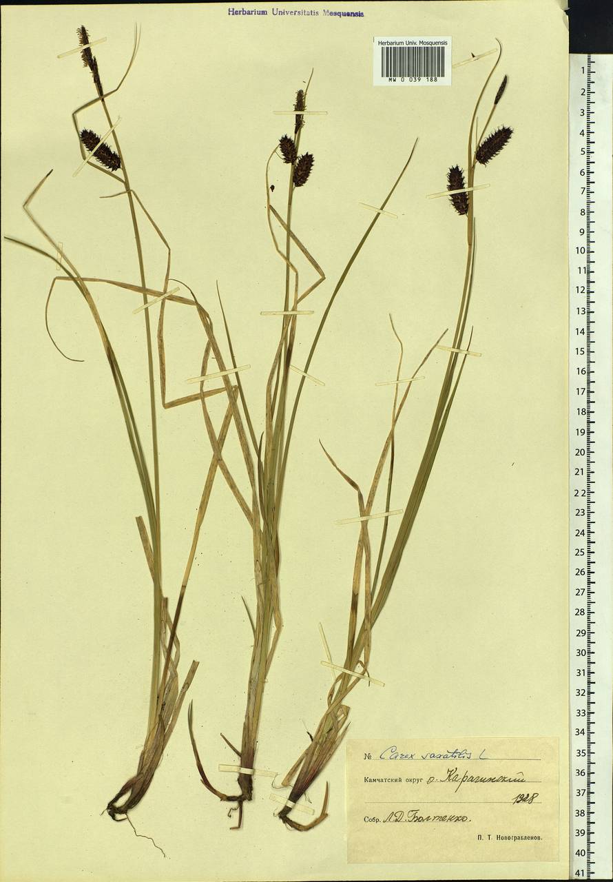 Carex saxatilis L., Siberia, Chukotka & Kamchatka (S7) (Russia)