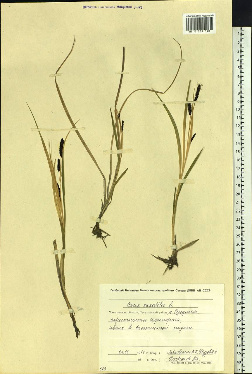 Carex saxatilis L., Siberia, Chukotka & Kamchatka (S7) (Russia)