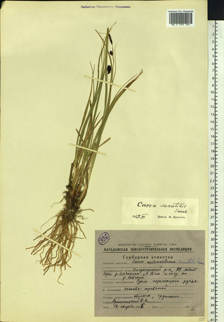 Carex saxatilis L., Siberia, Chukotka & Kamchatka (S7) (Russia)