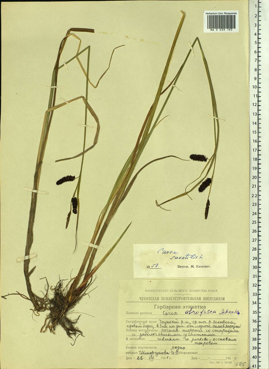 Carex saxatilis L., Siberia, Chukotka & Kamchatka (S7) (Russia)