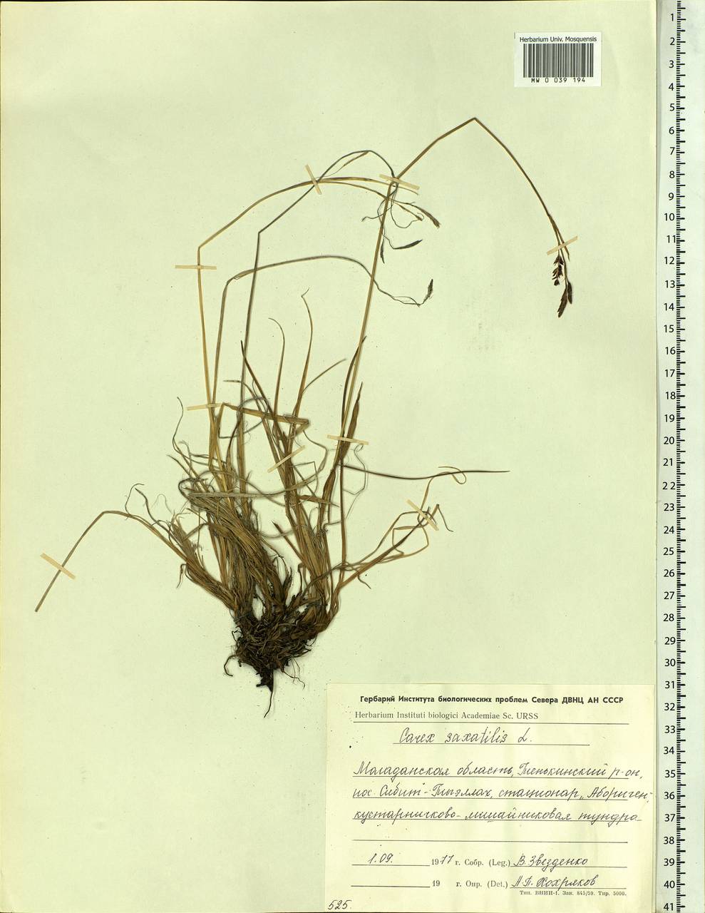 Carex saxatilis L., Siberia, Chukotka & Kamchatka (S7) (Russia)