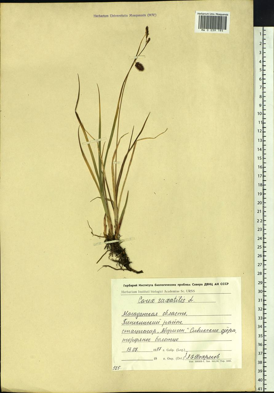 Carex saxatilis L., Siberia, Chukotka & Kamchatka (S7) (Russia)