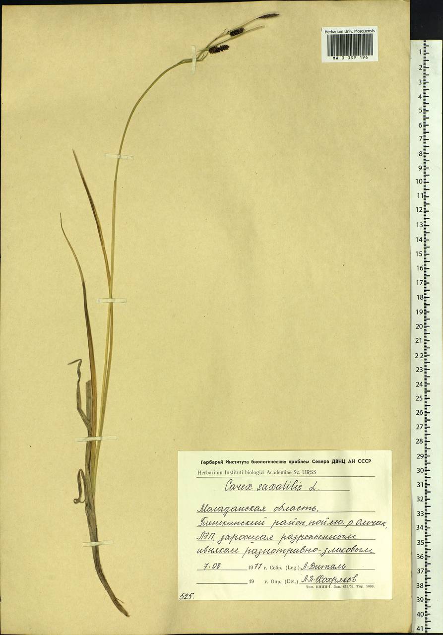 Carex saxatilis L., Siberia, Chukotka & Kamchatka (S7) (Russia)