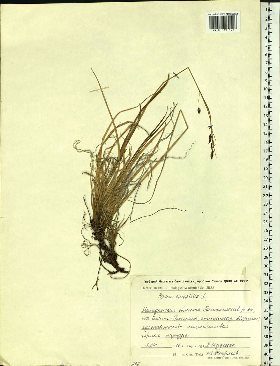 Carex saxatilis L., Siberia, Chukotka & Kamchatka (S7) (Russia)