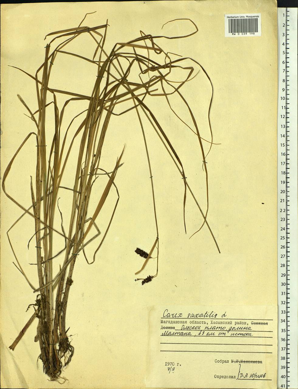 Carex saxatilis L., Siberia, Chukotka & Kamchatka (S7) (Russia)