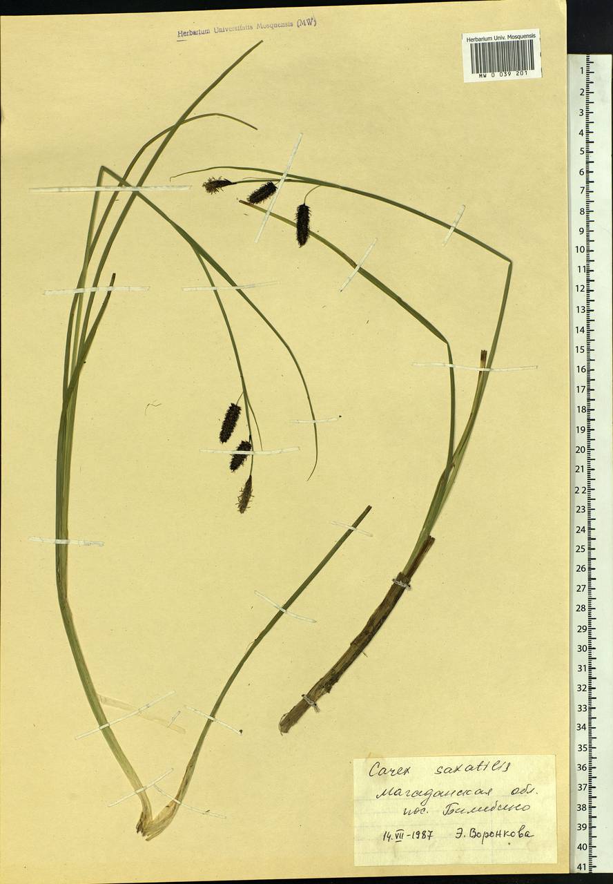 Carex saxatilis L., Siberia, Chukotka & Kamchatka (S7) (Russia)