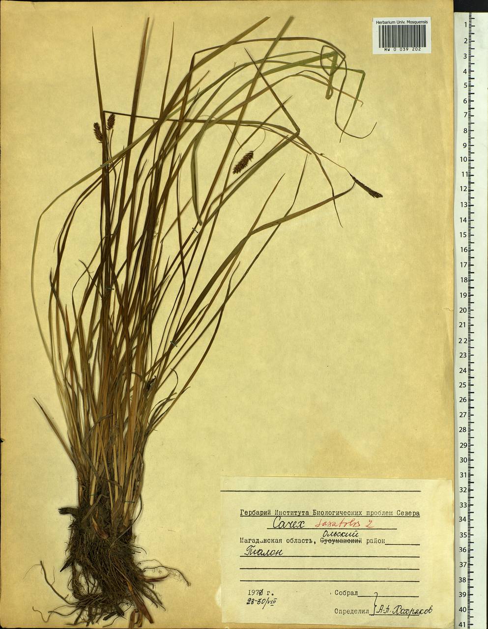 Carex saxatilis L., Siberia, Chukotka & Kamchatka (S7) (Russia)