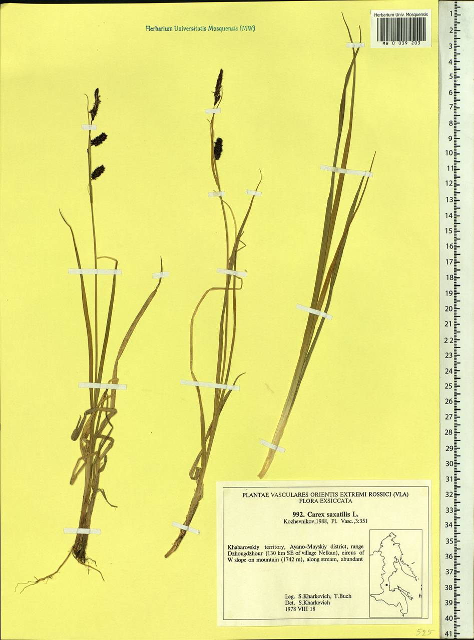 Carex saxatilis L., Siberia, Russian Far East (S6) (Russia)