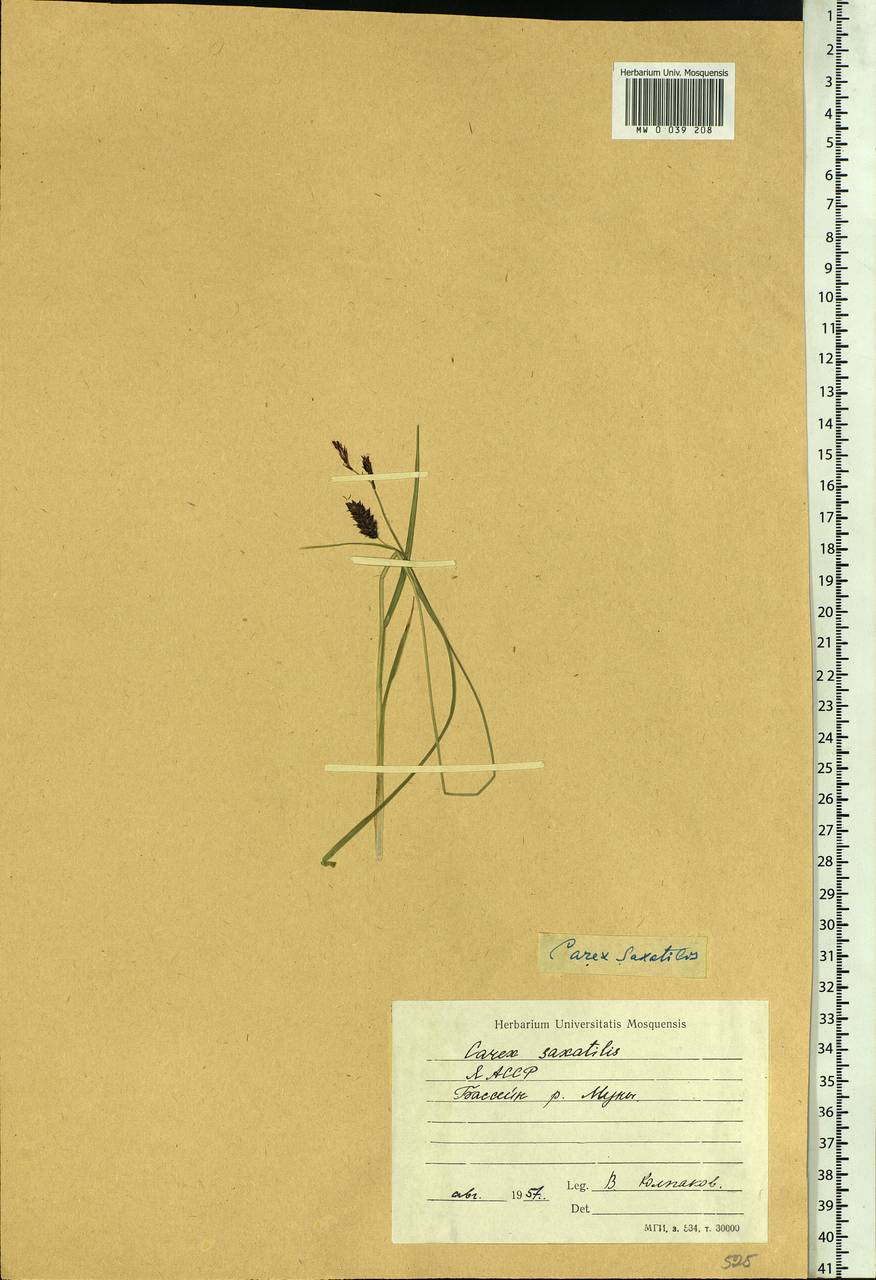 Carex saxatilis L., Siberia, Yakutia (S5) (Russia)
