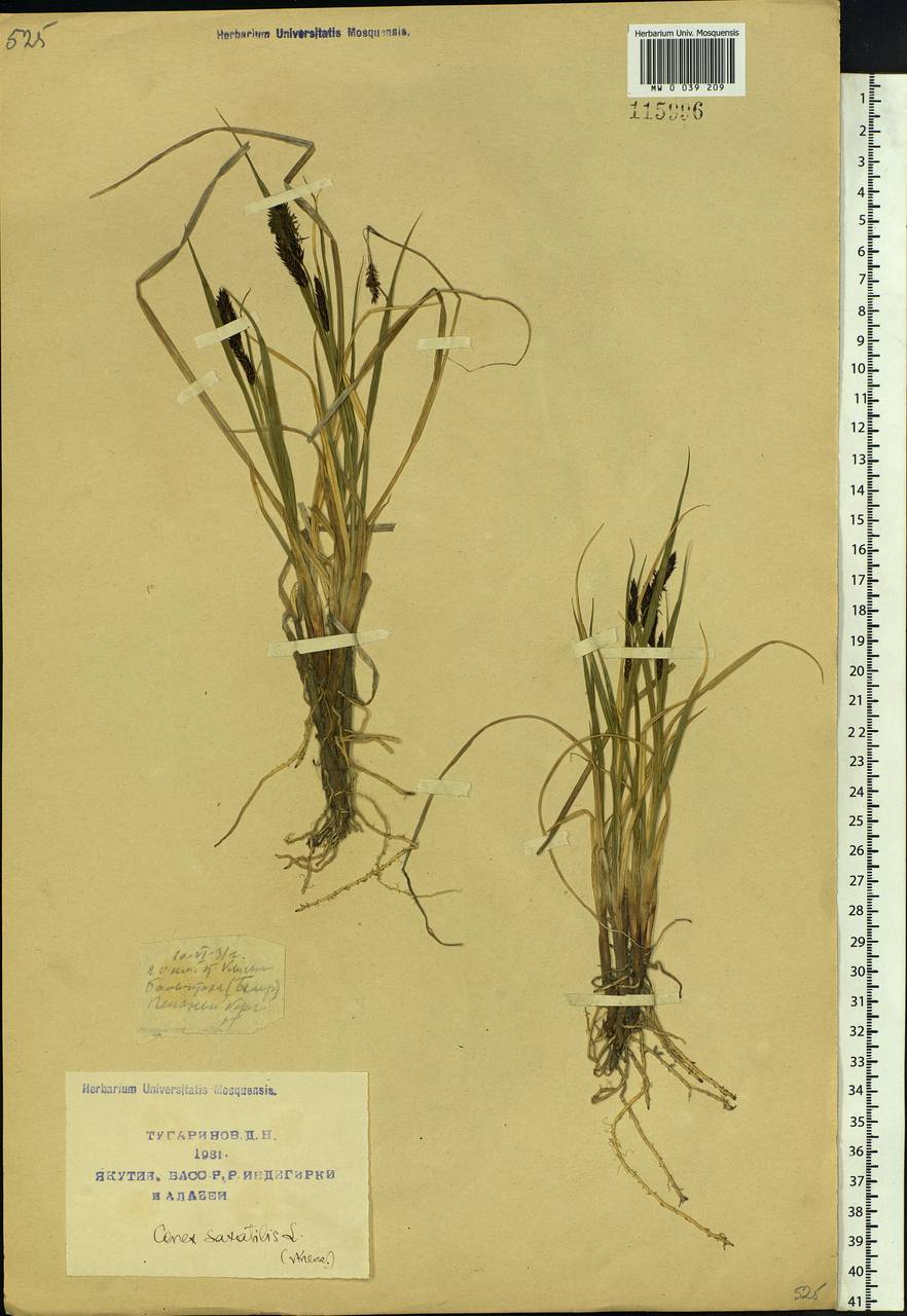 Carex saxatilis L., Siberia, Yakutia (S5) (Russia)