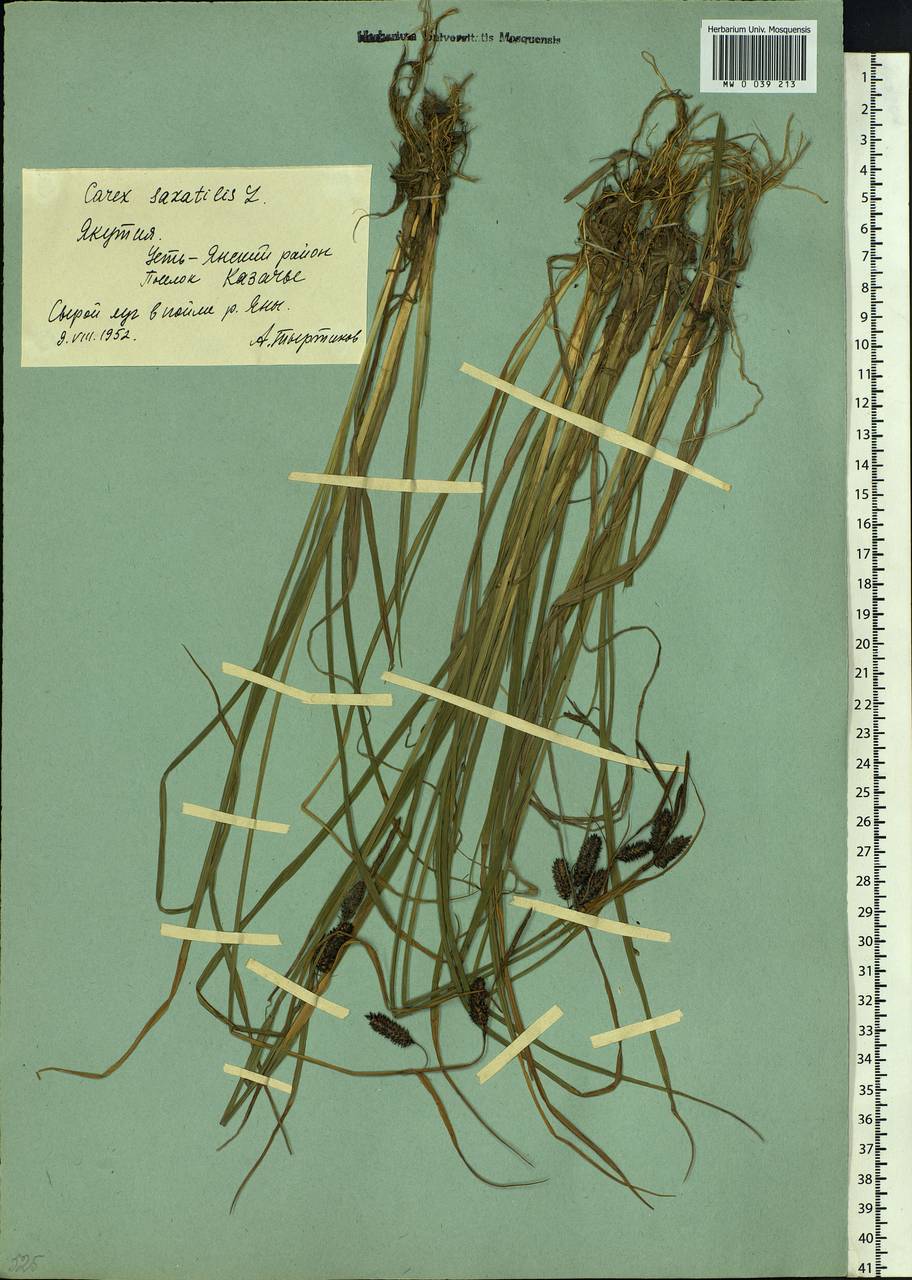 Carex saxatilis L., Siberia, Yakutia (S5) (Russia)