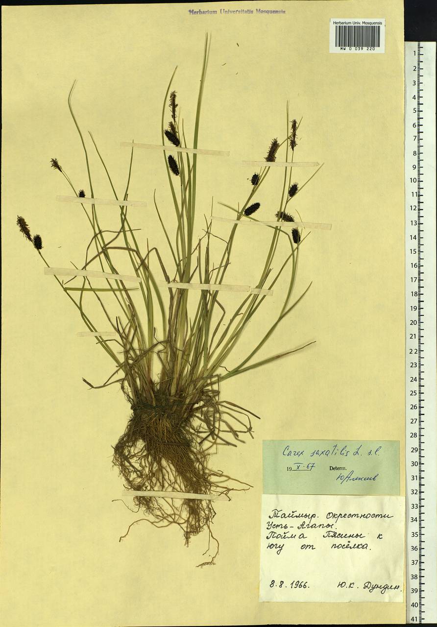 Carex saxatilis L., Siberia, Central Siberia (S3) (Russia)