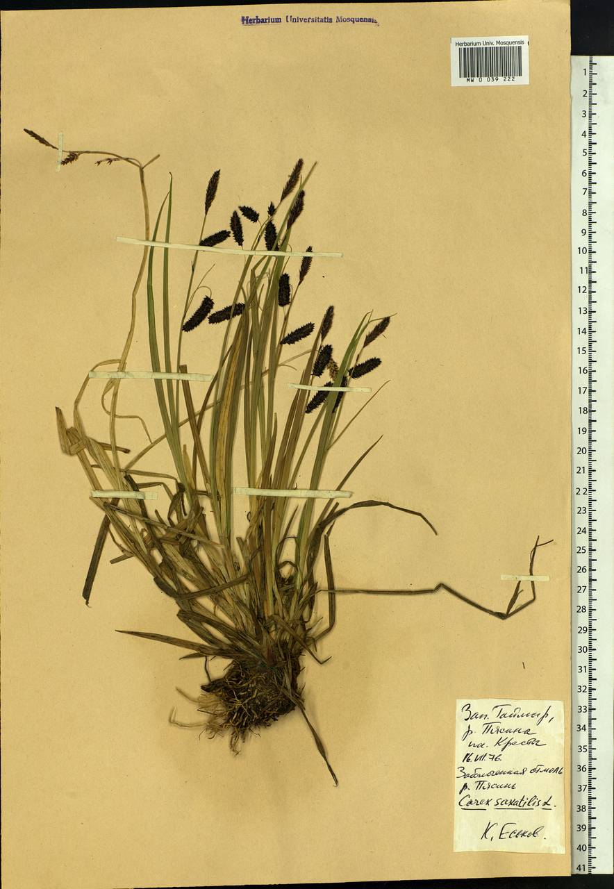 Carex saxatilis L., Siberia, Central Siberia (S3) (Russia)